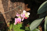 蝴蝶兰蝴蝶花