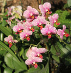 蝴蝶兰蝴蝶花