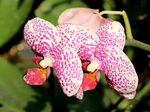 蝴蝶兰蝴蝶花