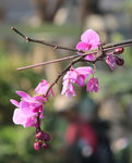 蝴蝶兰蝴蝶花