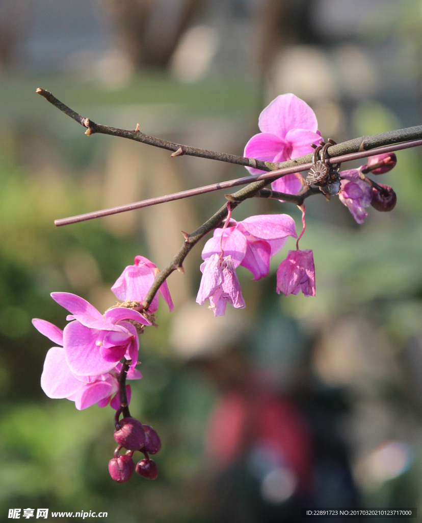 蝴蝶兰蝴蝶花