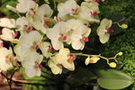 蝴蝶兰蝴蝶花