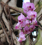 蝴蝶兰蝴蝶花
