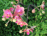 蝴蝶兰蝴蝶花