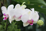 蝴蝶兰蝴蝶花