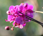 蝴蝶兰蝴蝶花
