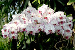 蝴蝶兰蝴蝶花