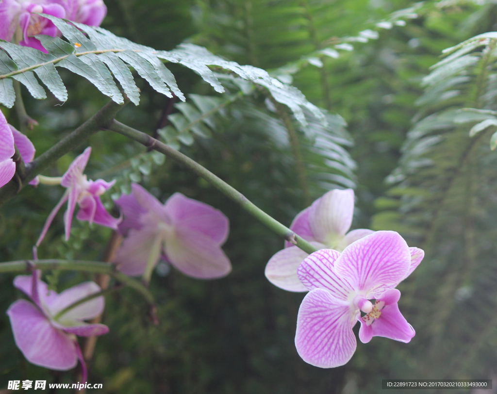 蝴蝶兰蝴蝶花