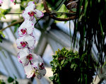 蝴蝶兰蝴蝶花