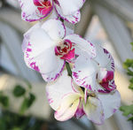 蝴蝶兰蝴蝶花