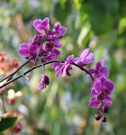 蝴蝶兰蝴蝶花