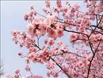 粉色的花