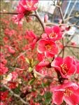 红色的花
