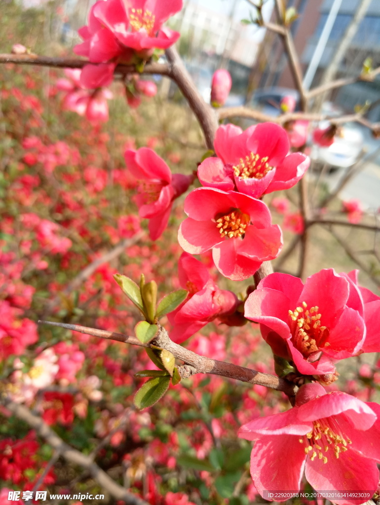 红色的花