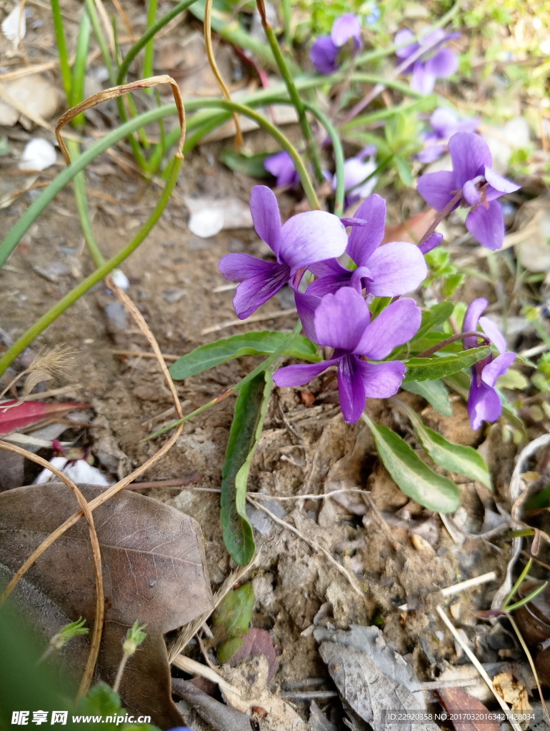 紫色野花