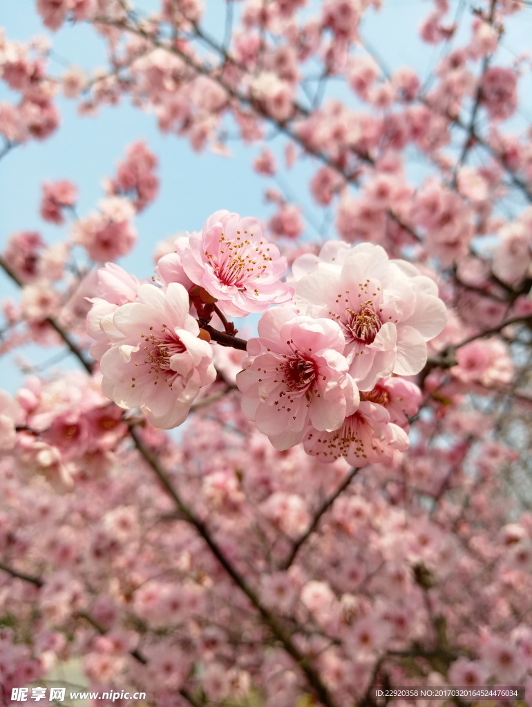 粉色的花