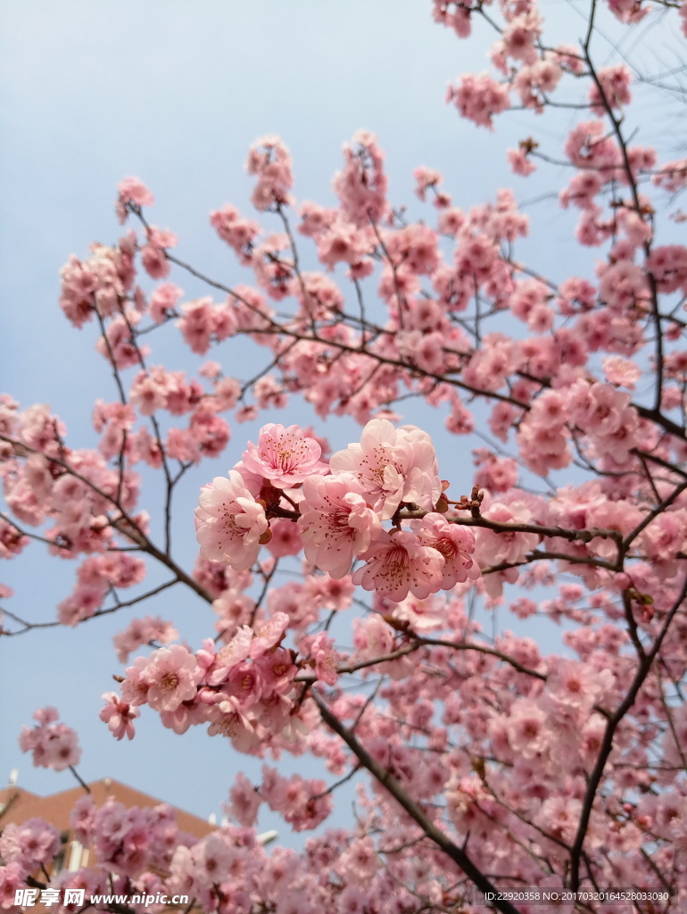 粉色的花