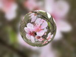 樱花摄影