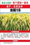 龙稻