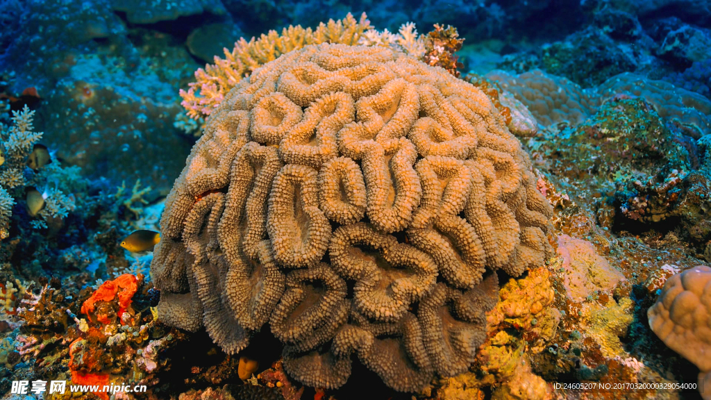 海底生物