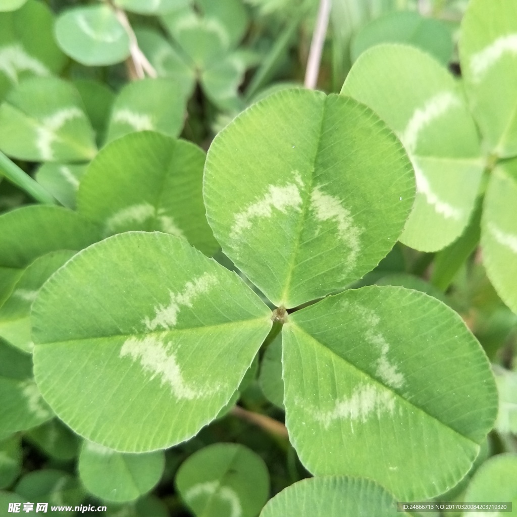 绿色植物
