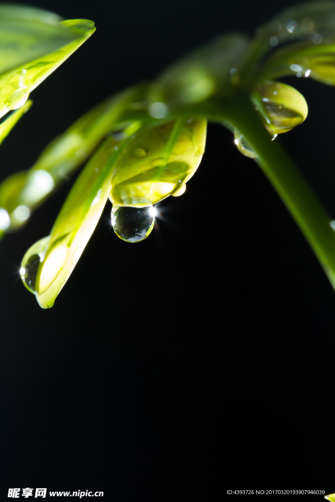 水珠