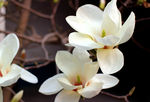 玉兰花