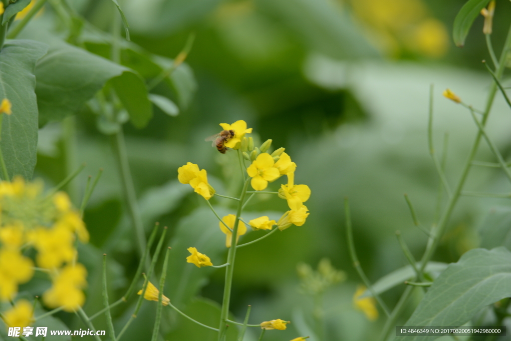 油菜花