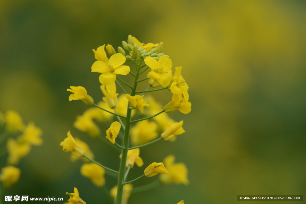 油菜花