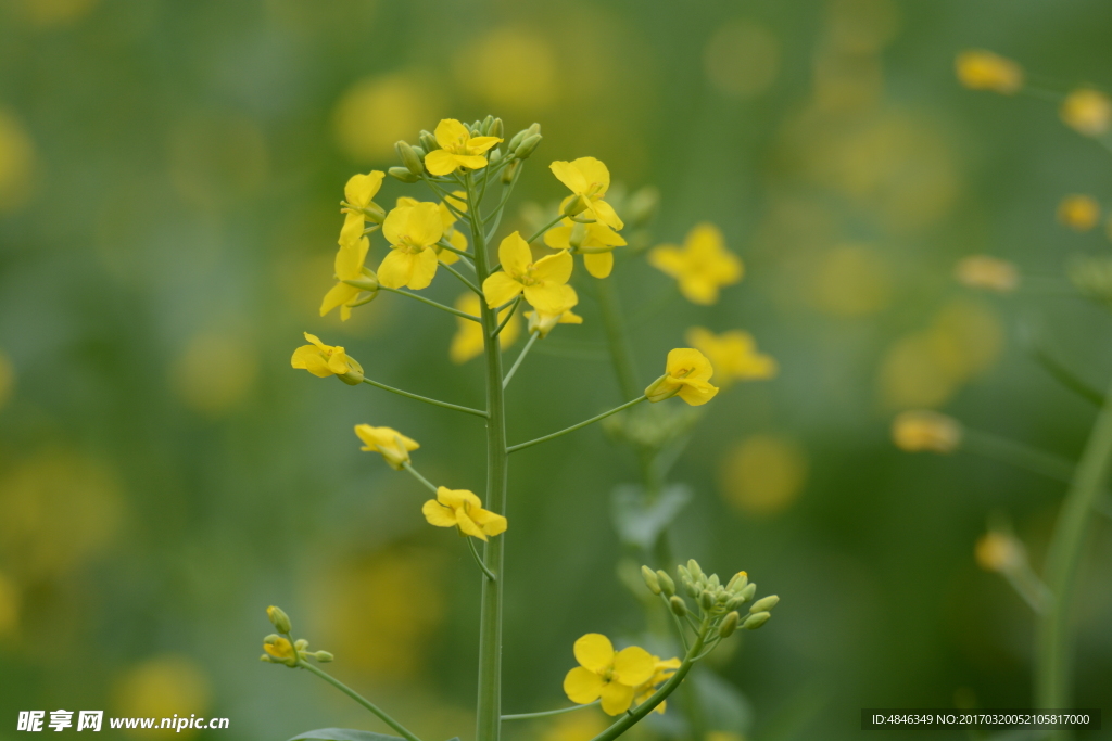 油菜花