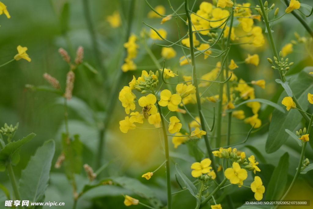 油菜花