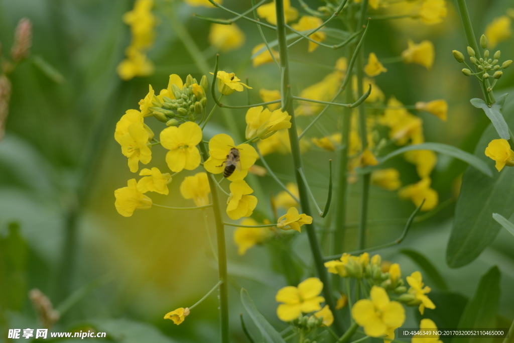 油菜花