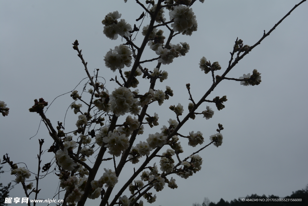 樱花
