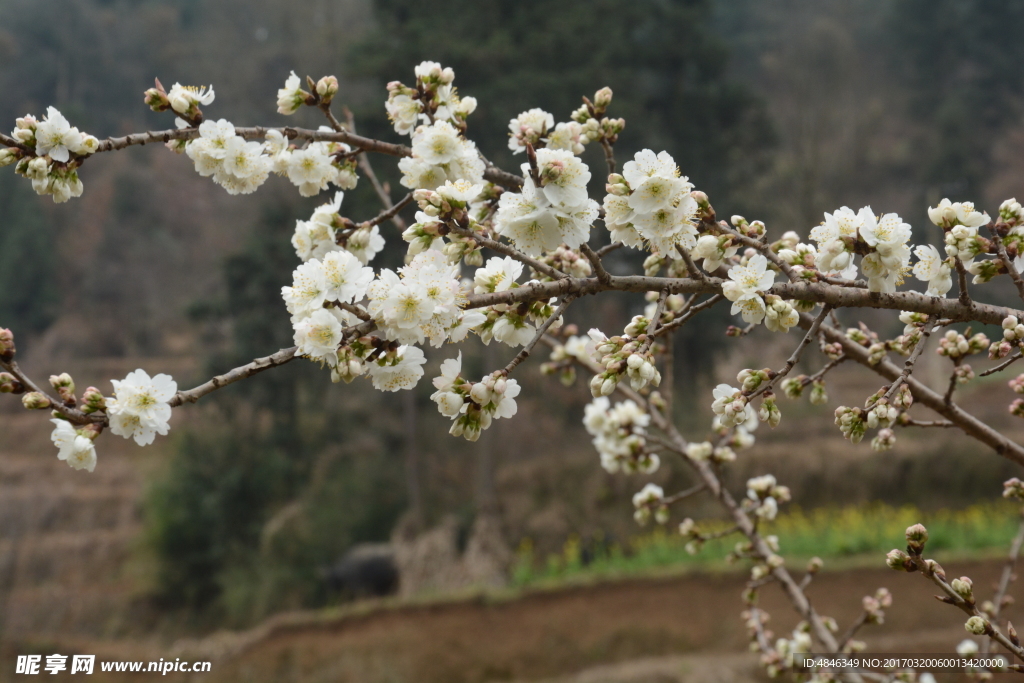 樱花