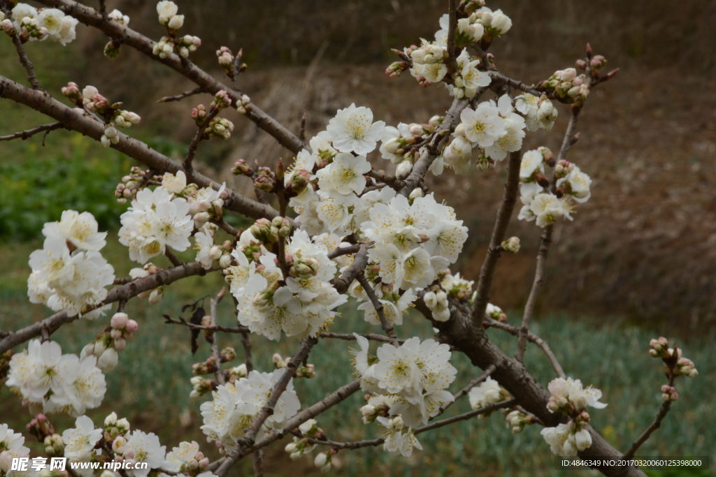 樱花