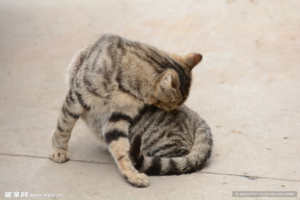 小猫