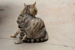 小猫