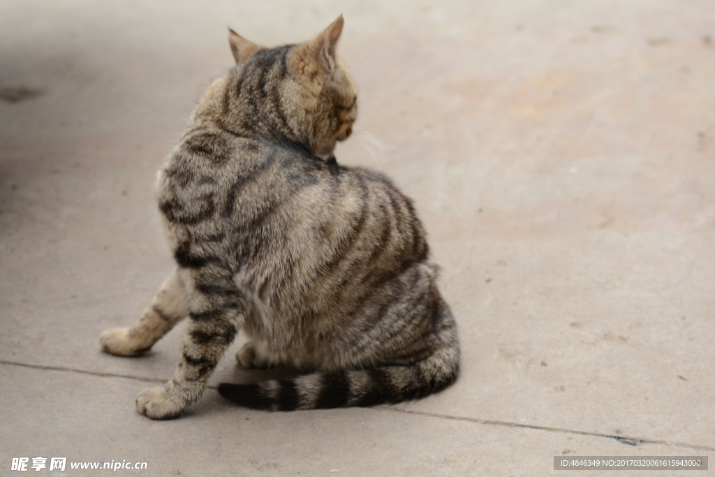 小猫