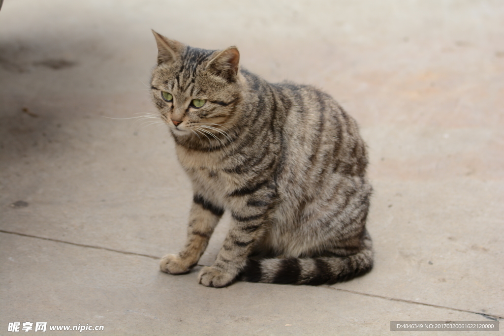小猫