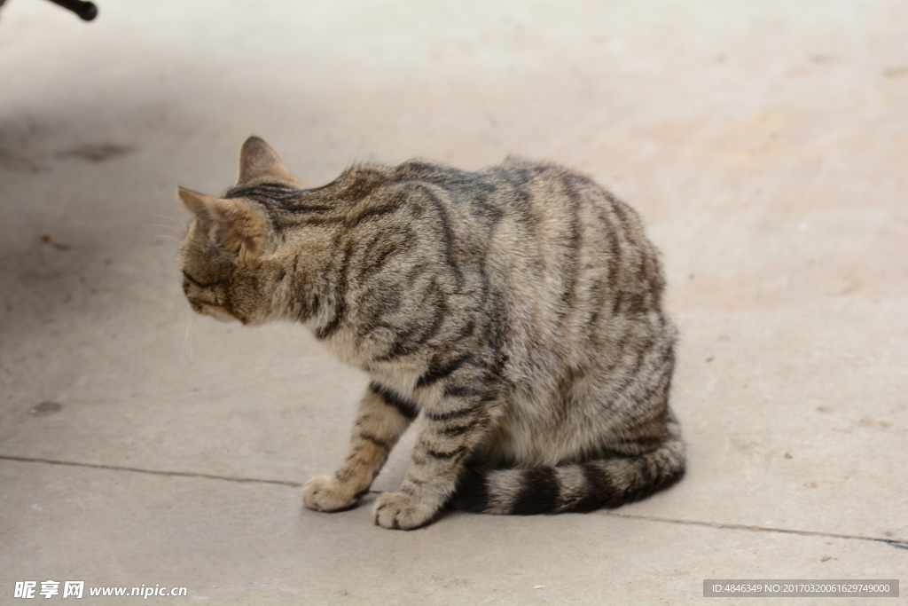 小猫