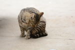 小猫