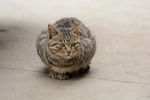 小猫