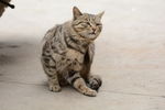 小猫