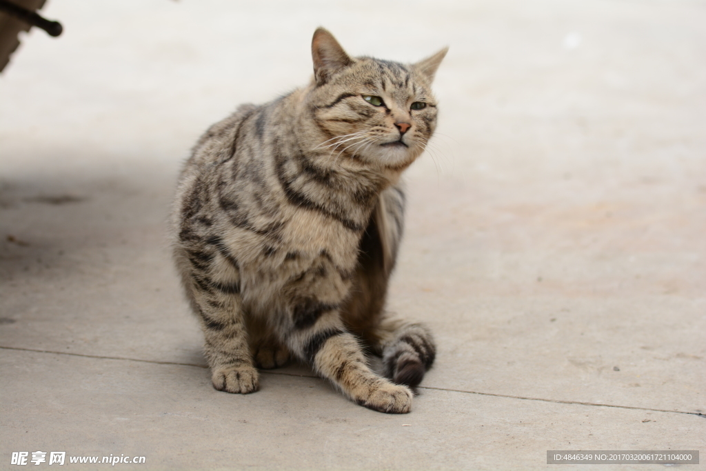小猫