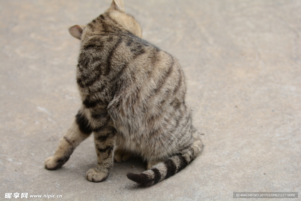 小猫