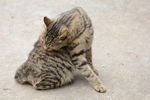 小猫
