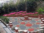 园林景观桂花松树皮盆景