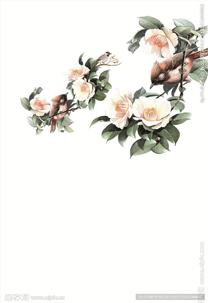 白色花朵