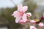 十里桃花