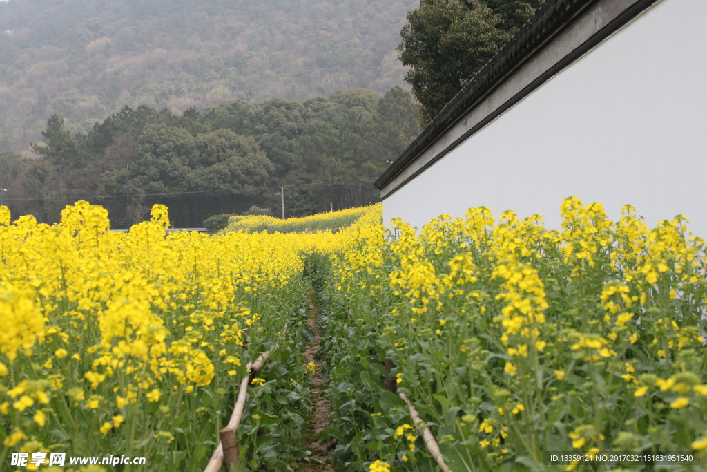 油菜花